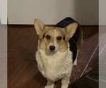 Small Photo #1 Pembroke Welsh Corgi Puppy For Sale in MIDDLETOWN, OH, USA