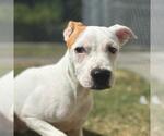 Small #2 American Pit Bull Terrier Mix