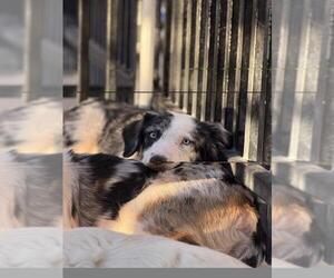 Border-Aussie Dogs for adoption in Santa Maria, CA, USA