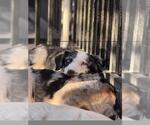 AMY - Female Border-Aussie Dog for Adoption - Small photo