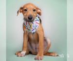 Small #2 Mutt