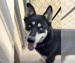 Small #1 German Shepherd Dog-Huskies  Mix