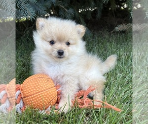 Pomeranian Puppy for sale in MIDDLEBURY, IN, USA