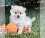 Image preview for Ad Listing. Nickname: Milo