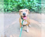 Small #4 Coonhound-Rhodesian Ridgeback Mix
