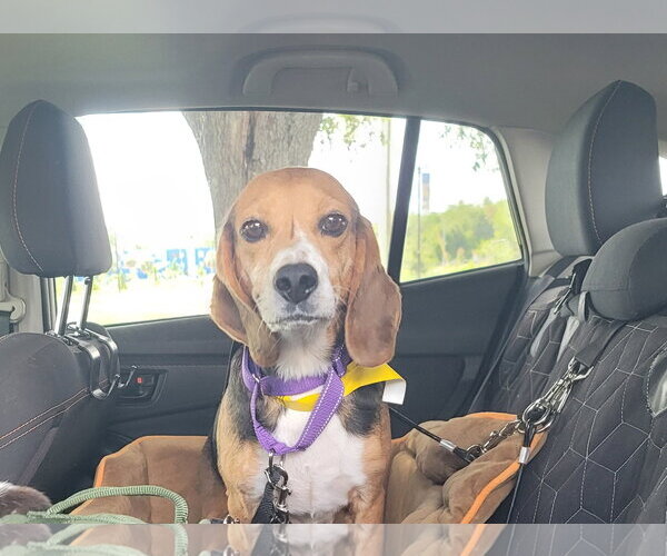 Medium Photo #1 Beagle Puppy For Sale in Tampa, FL, USA