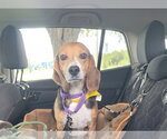 Small Beagle