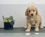 Small Photo #1 Goldendoodle-Poodle (Toy) Mix Puppy For Sale in NAPPANEE, IN, USA
