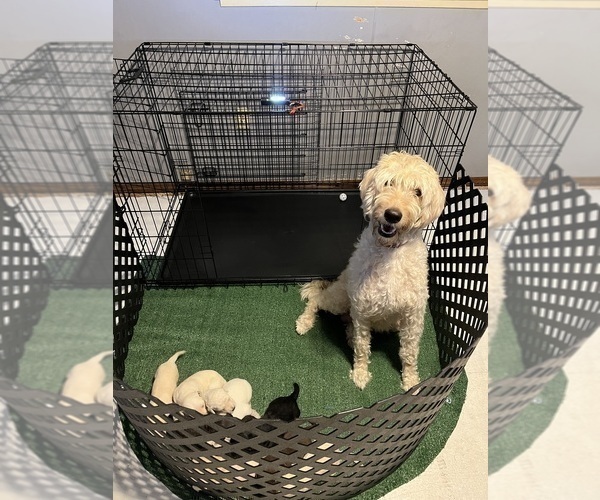 Medium Photo #1 Labradoodle Puppy For Sale in HOLLISTER, MO, USA