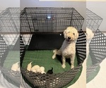 Small Photo #1 Labradoodle Puppy For Sale in HOLLISTER, MO, USA
