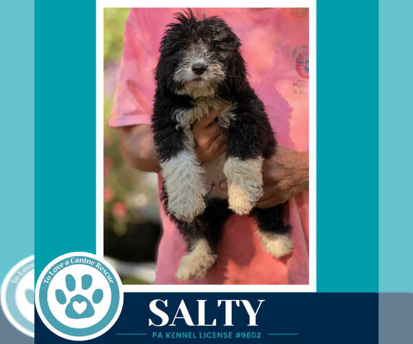 Medium Photo #1 Mutt Puppy For Sale in Kimberton, PA, USA