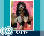 Salty (Seashore Squad) 101726 - Male Mutt Dog for Adoption - Small photo