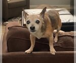 Small Photo #4 Chihuahua Puppy For Sale in Newport Beach, CA, USA