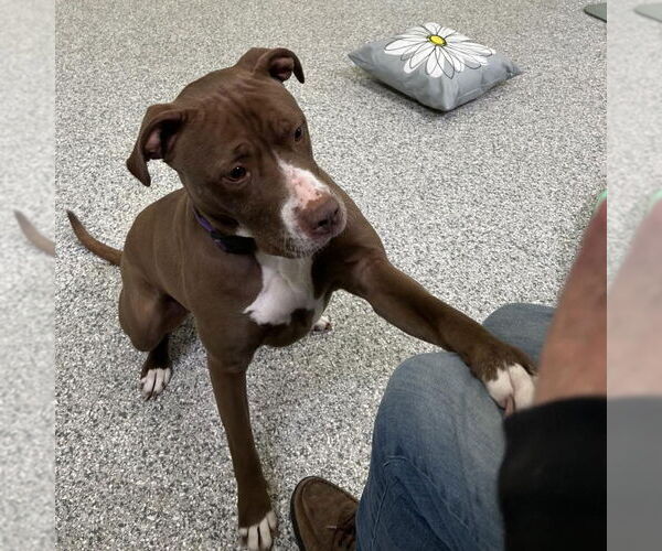 Medium Photo #3 American Pit Bull Terrier-American Staffordshire Terrier Mix Puppy For Sale in Techny, IL, USA