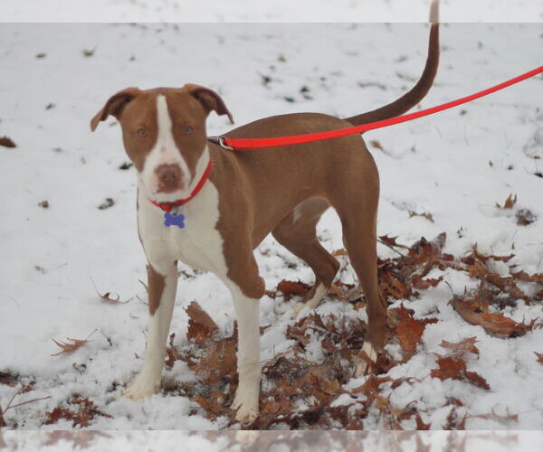 Medium Photo #11 American Pit Bull Terrier-Pointer Mix Puppy For Sale in Cookeville, TN, USA