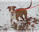Small #10 American Pit Bull Terrier-Pointer Mix