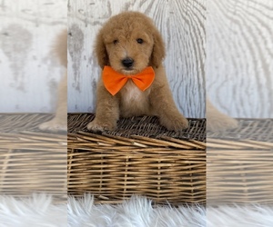 Goldendoodle Puppy for sale in PORTERVILLE, CA, USA