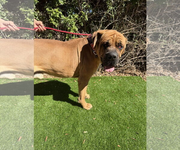 Medium Photo #2 Mastiff Puppy For Sale in Goodyear, AZ, USA