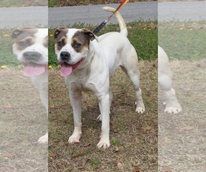 American Bulldog-Unknown Mix Dogs for adoption in Prattville, AL, USA