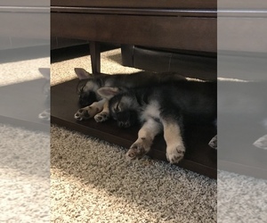 German Shepherd Dog-Siberian Husky Mix Puppy for sale in BRYAN, TX, USA