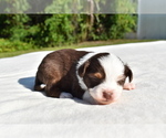 Small #2 Miniature Australian Shepherd