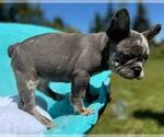 Small #12 French Bulldog