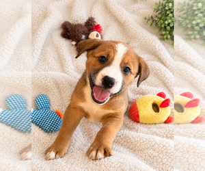 American Bandogge mastiff Dogs for adoption in Phoenix, AZ, USA