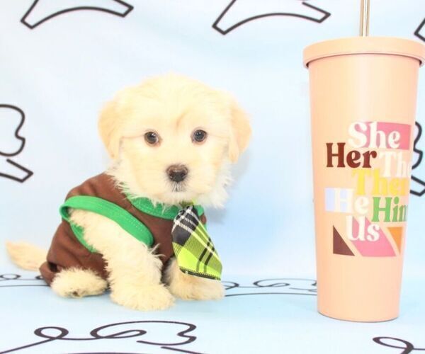 Medium Photo #27 Mal-Shi Puppy For Sale in LAS VEGAS, NV, USA