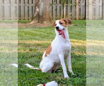 Small #1 Mutt