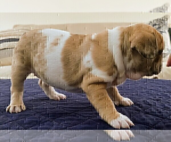 Medium Photo #30 French Bulldog Puppy For Sale in CHINO HILLS, CA, USA