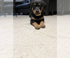 Rottweiler Puppy for sale in EASTPOINTE, MI, USA