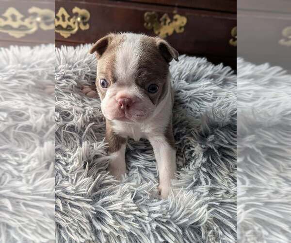 Medium Photo #2 Boston Terrier Puppy For Sale in GONIC, NH, USA