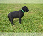 Puppy Alex Labrador Retriever