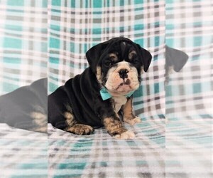 Bulldog Puppy for sale in LANCASTER, PA, USA