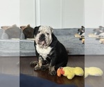 Small #2 English Bulldog
