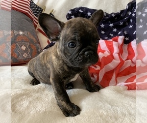French Bulldog Puppy for sale in JOHNS ISLAND, SC, USA