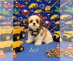 Image preview for Ad Listing. Nickname: Tiny Jax
