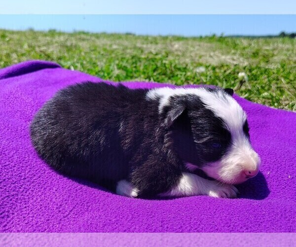 Medium Photo #13 Border Collie Puppy For Sale in NORBORNE, MO, USA