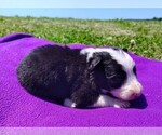 Small #12 Border Collie