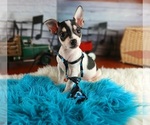 Small #1 Chihuahua