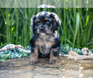 Medium Cocker Spaniel