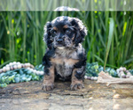 Puppy Blair Cocker Spaniel