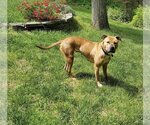 Small Photo #4 American Pit Bull Terrier-Unknown Mix Puppy For Sale in Spotsylvania, VA, USA