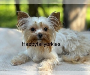 Yorkshire Terrier Puppy for sale in ELMA, WA, USA