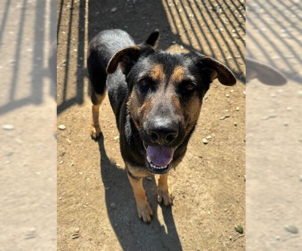 Medium Photo #3 German Shepherd Dog Puppy For Sale in Riverside, CA, USA