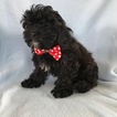 Small Photo #1 Shih-Poo Puppy For Sale in HONEY BROOK, PA, USA