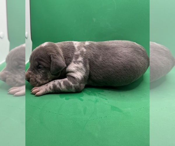 Medium Photo #9 American Pit Bull Terrier Puppy For Sale in EAST HAZEL CREST, IL, USA
