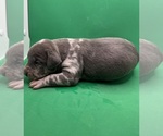 Small Photo #9 American Pit Bull Terrier Puppy For Sale in EAST HAZEL CREST, IL, USA