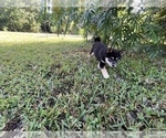 Small Photo #3 Shiba Inu Puppy For Sale in MERRITT IS, FL, USA