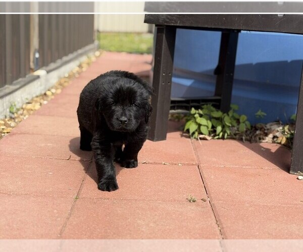 Medium Photo #2 Newfoundland Puppy For Sale in BRADYVILLE, TN, USA